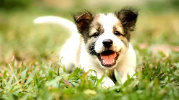 Training resources for pets?>